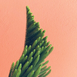 Trifold Brochure